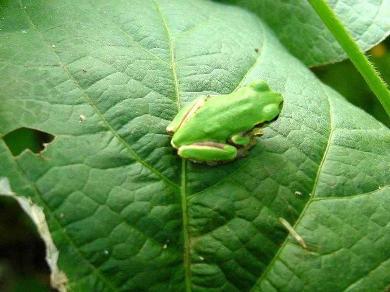 청개구리 - Hyla arborea japonica (Far Eastern tree frog); DISPLAY FULL IMAGE.