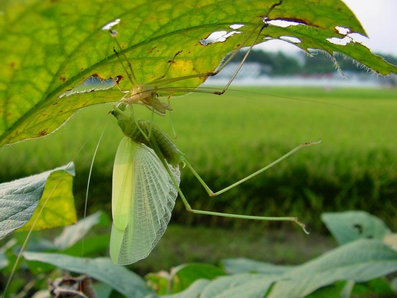 베짱이 비슷한 곤충 --> 실베짱이 Phaneroptera falcata (Sickle-bearing bush-cricket); DISPLAY FULL IMAGE.