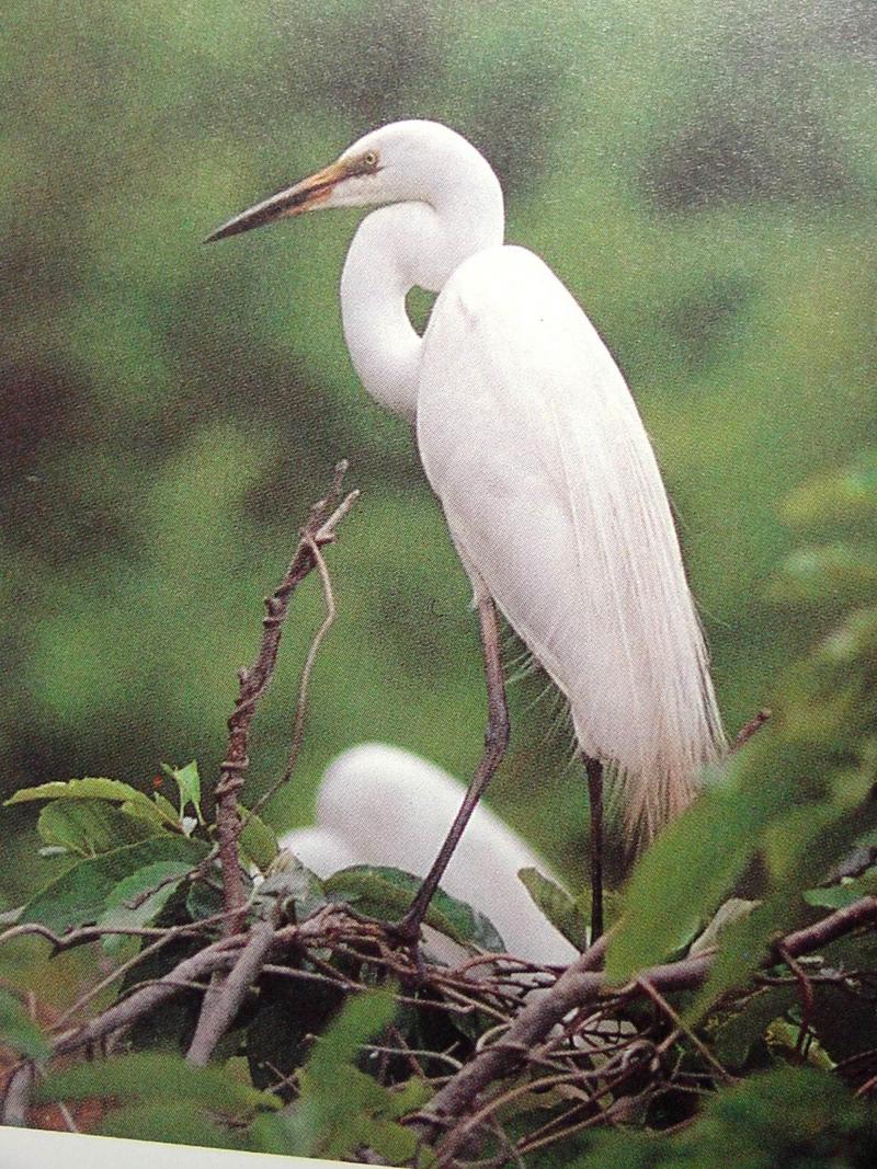 중대백로 Egretta alba modesta (Large Egret on nest); DISPLAY FULL IMAGE.