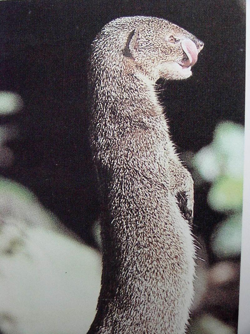 몽구스 Herpestes edwardsi (Indian Grey Mongoose); DISPLAY FULL IMAGE.