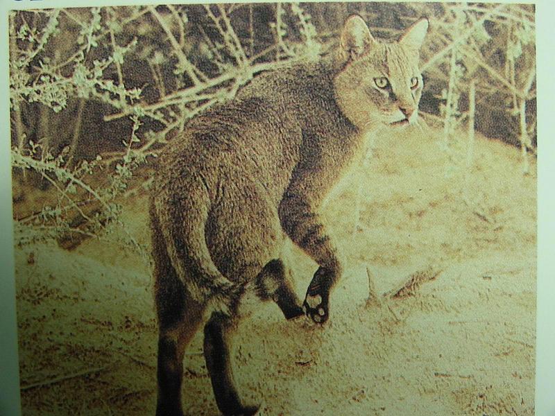 정글고양이 Felis chaus (Jungle Cat); DISPLAY FULL IMAGE.