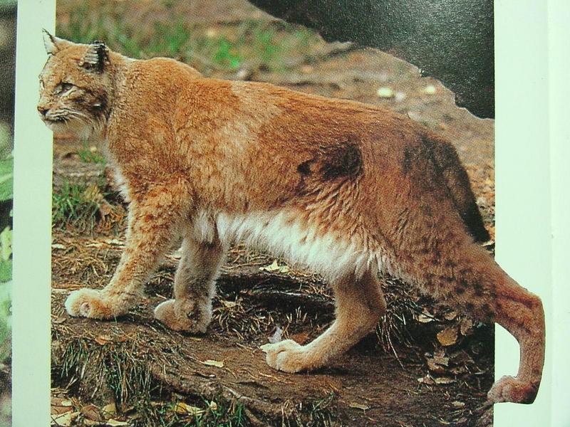 스라소니 Lynx lynx cervaria (East Siberian Lynx); DISPLAY FULL IMAGE.