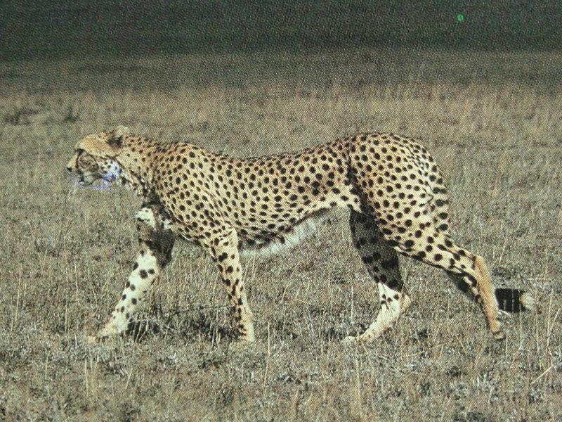 치타 Acinonyx jubatus (Cheetah); DISPLAY FULL IMAGE.