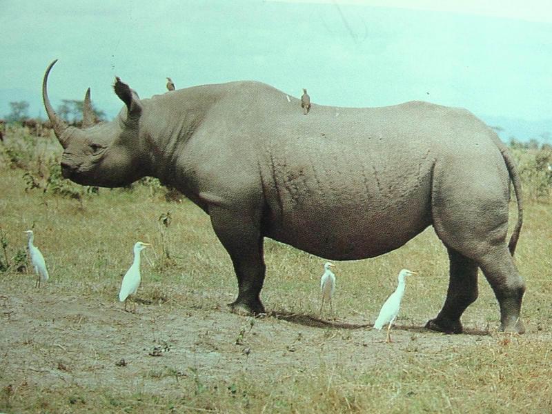 검은코뿔소 Diceros bicornis (Black Rhinoceros); DISPLAY FULL IMAGE.