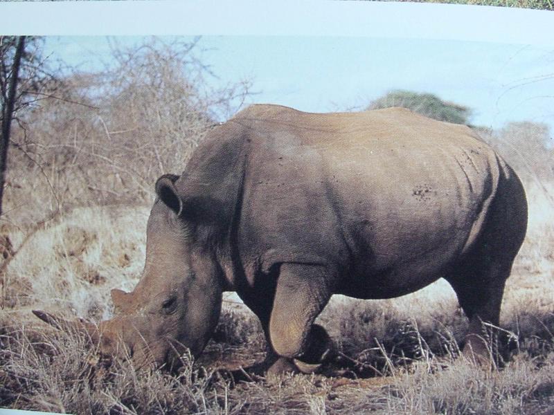 흰코뿔소 Ceratotherium simum (White Rhinoceros); DISPLAY FULL IMAGE.