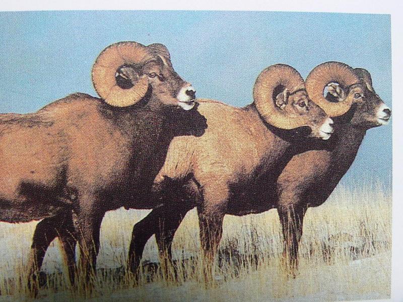 큰뿔양 Ovis canadensis (Bighorn Sheep); DISPLAY FULL IMAGE.