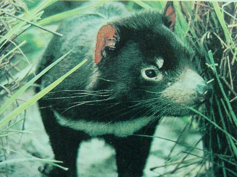 태즈메이니아주머니곰 Sacrophilus harrisii (Tasmanian Devil); DISPLAY FULL IMAGE.