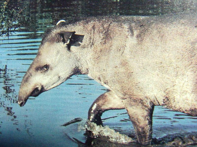 아메리카맥 Tapirus terrestris (South American Tapir); DISPLAY FULL IMAGE.