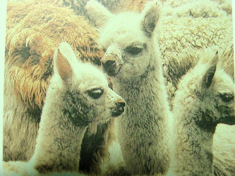 알파카 Lama pacos (Alpaca); DISPLAY FULL IMAGE.