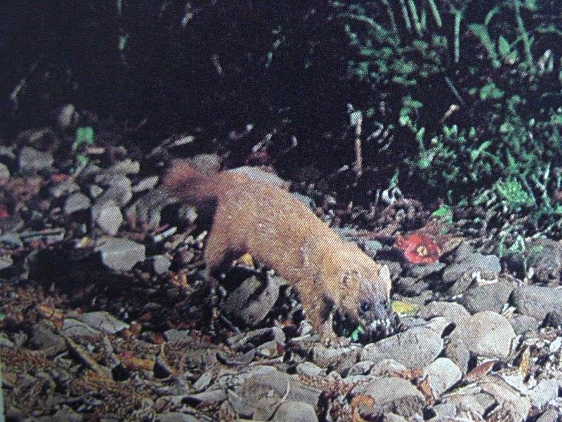 족제비 Mustela sibirica (Siberian weasel); DISPLAY FULL IMAGE.
