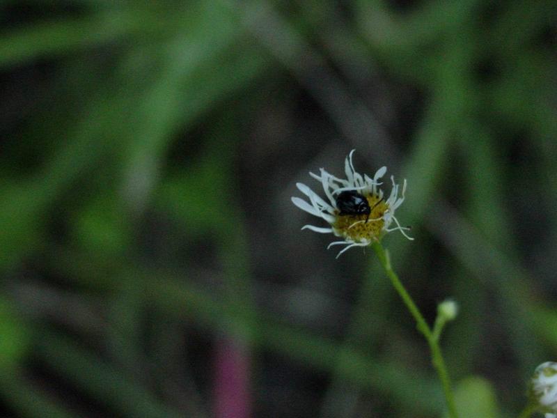 개망초 위의 작은 딱정벌레; DISPLAY FULL IMAGE.