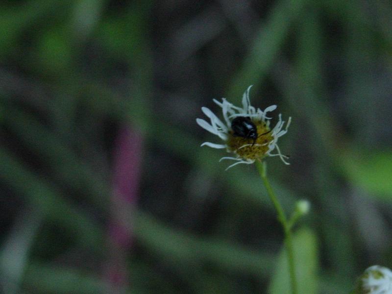 개망초 위의 작은 딱정벌레; DISPLAY FULL IMAGE.