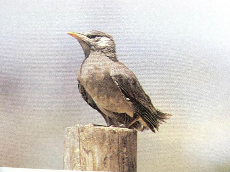 찌르레기 Sturnus cineraceus (Grey Starling); DISPLAY FULL IMAGE.