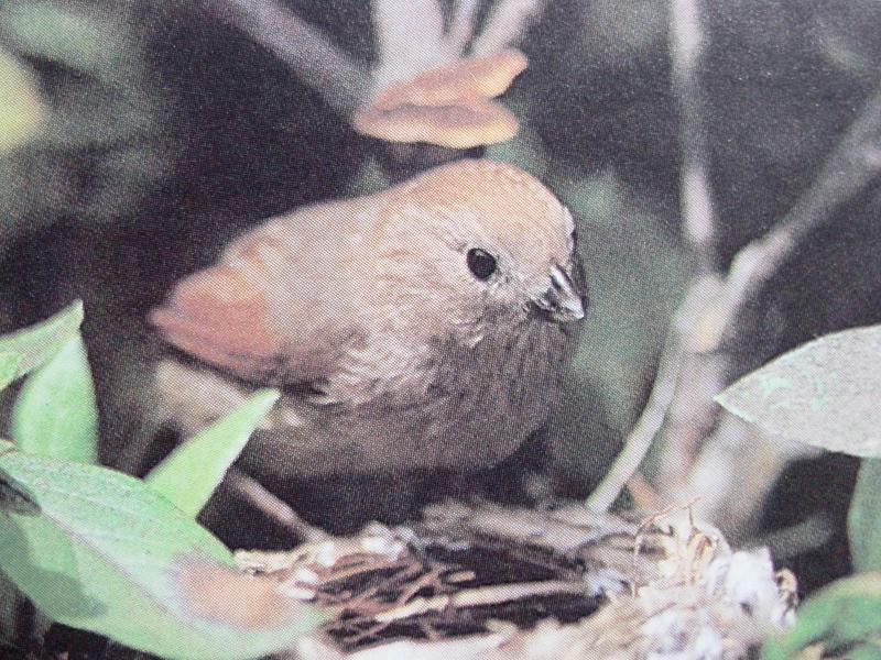 붉은머리오목눈이  Paradoxornis webbianus (Vinous-throated Parrotbill); DISPLAY FULL IMAGE.