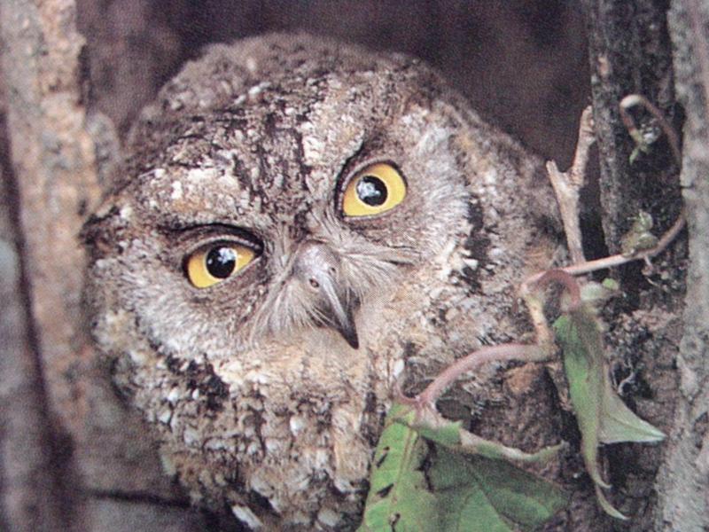 소쩍새 Otus scops stictonotus (Eurasian Scops Owl); DISPLAY FULL IMAGE.