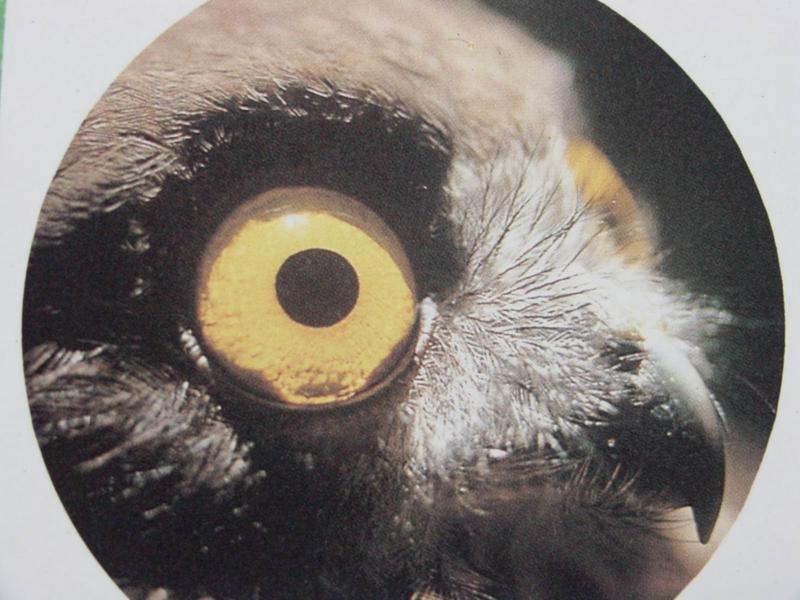 솔부엉이의 얼굴 Ninox scutulata (Brown Hawk Owl); DISPLAY FULL IMAGE.