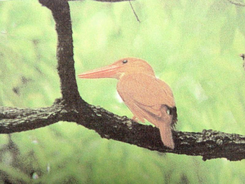 호반새 Halcyon coromanda major (Ruddy Kingfisher); DISPLAY FULL IMAGE.
