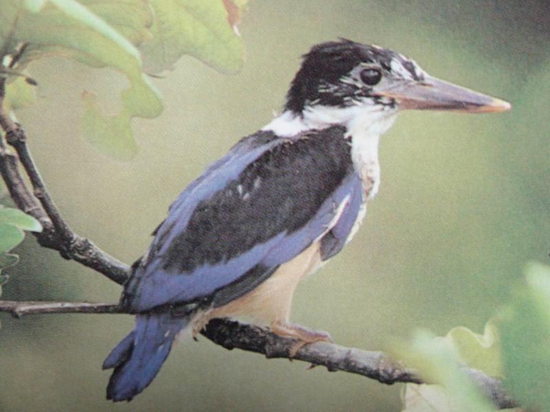 청호반새 Halcyon pileata (Black-capped Kingfisher); DISPLAY FULL IMAGE.