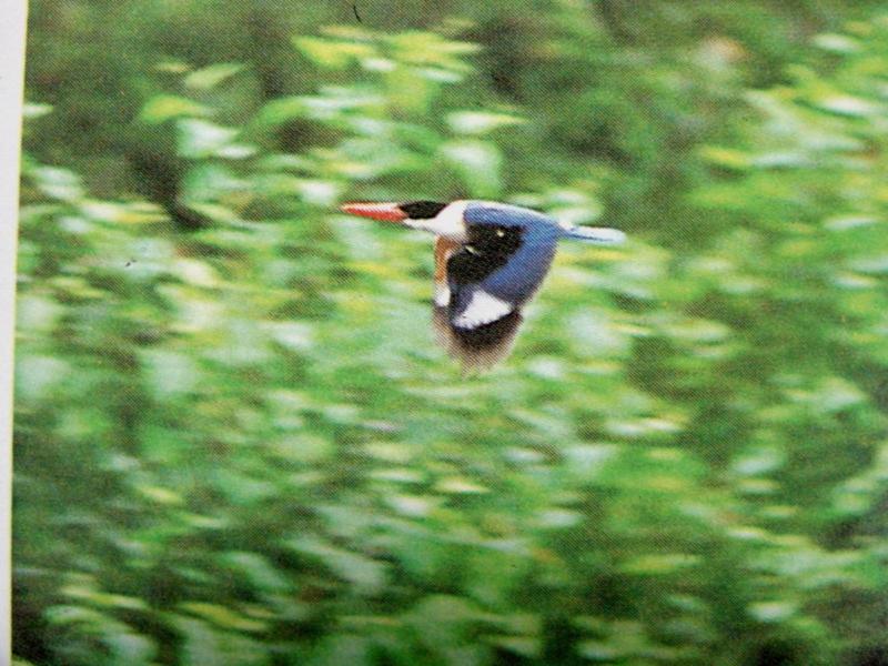 청호반새의 비행 Halcyon pileata (Black-capped Kingfisher); DISPLAY FULL IMAGE.