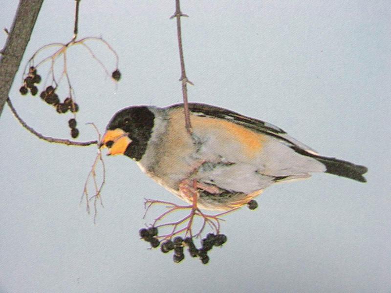 밀화부리 Eophona migratoria migratoria (Chinese Grosbeak, Yellow-billed Grosbeak); DISPLAY FULL IMAGE.