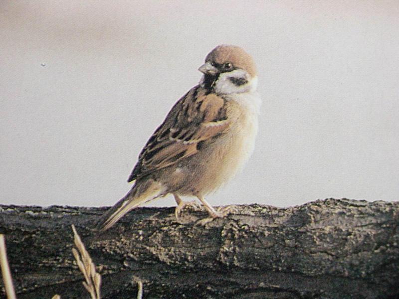 참새 Passer montanus dybowskii (Eurasian Tree Sparrow); DISPLAY FULL IMAGE.