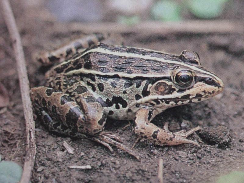 참개구리 Rana nigromaculata (Black-spotted Frog); DISPLAY FULL IMAGE.