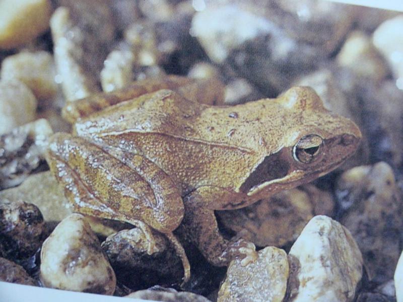 북방산개구리 Rana dybowskii (Dybowski's Brown Frog); DISPLAY FULL IMAGE.