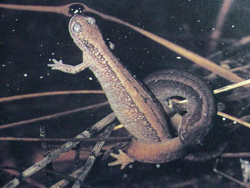네발가락도롱뇽 Salamandrella keyserlingii (Siberian Salamander, Siberian Newt); DISPLAY FULL IMAGE.