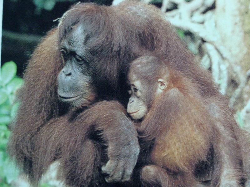 오랑우탄(성성이) Pongo pygmaeus (Orangutan); DISPLAY FULL IMAGE.