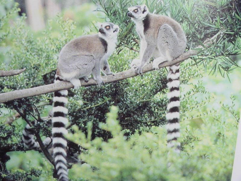 알락꼬리여우원숭이 Lemur catta (Ring-tailed Lemur); DISPLAY FULL IMAGE.