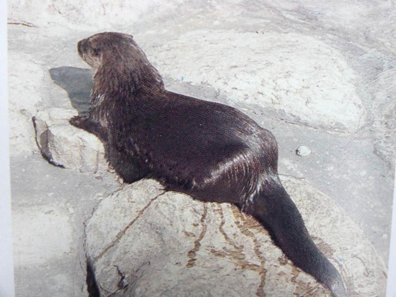 수달 Lutra lutra (Eurasian Otter); DISPLAY FULL IMAGE.