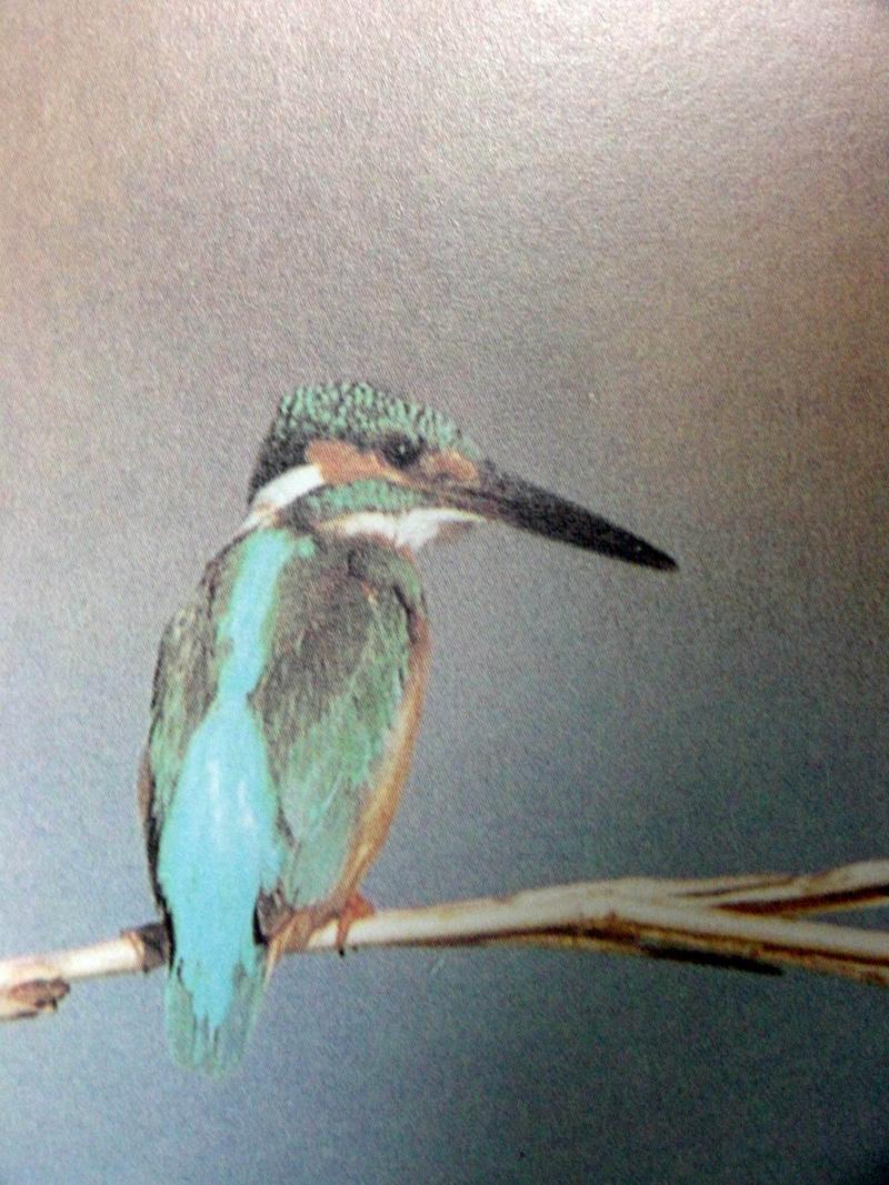 물총새 Alcedo atthis bengalensis (Common Kingfisher); DISPLAY FULL IMAGE.