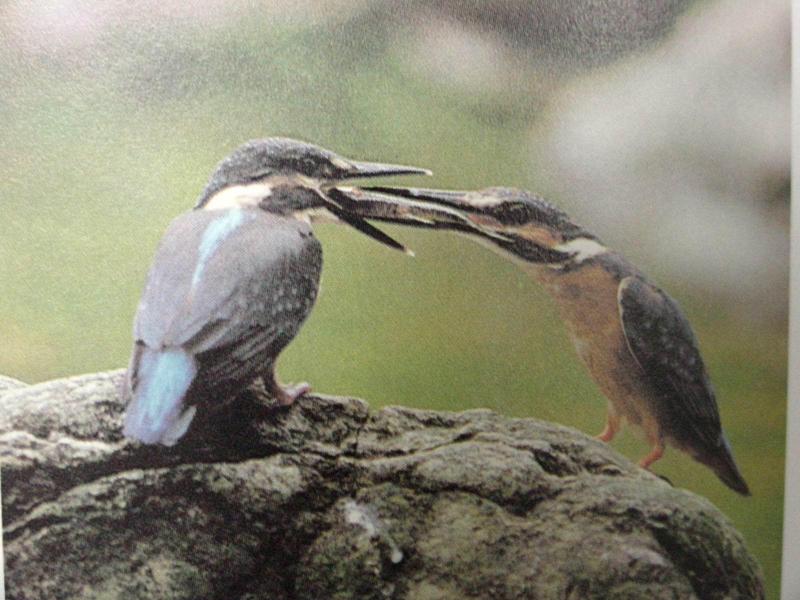 물총새 Alcedo atthis bengalensis (Common Kingfisher); DISPLAY FULL IMAGE.