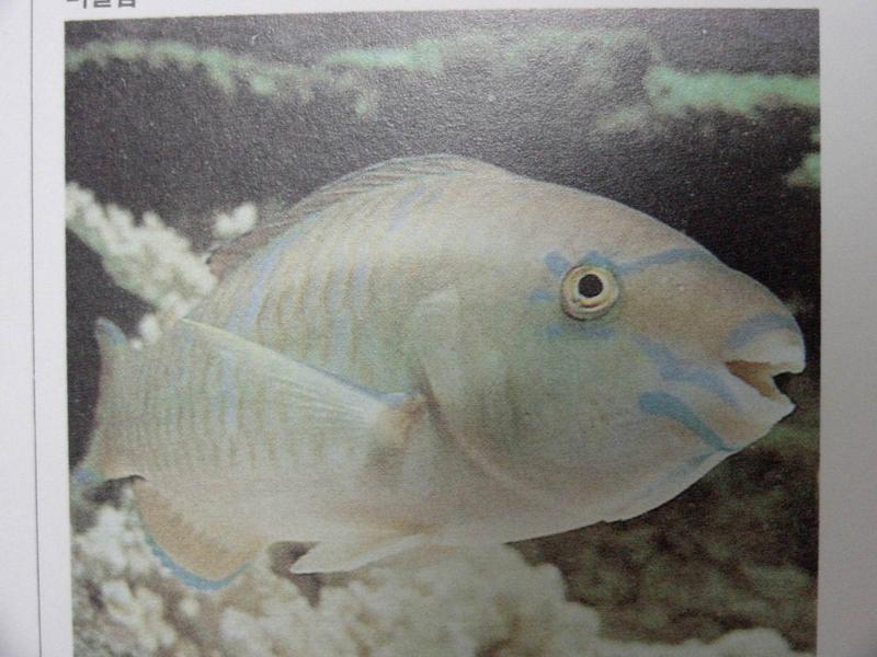 비늘돔 Leptoscarus japonicus (Japanese Parrotfish); DISPLAY FULL IMAGE.