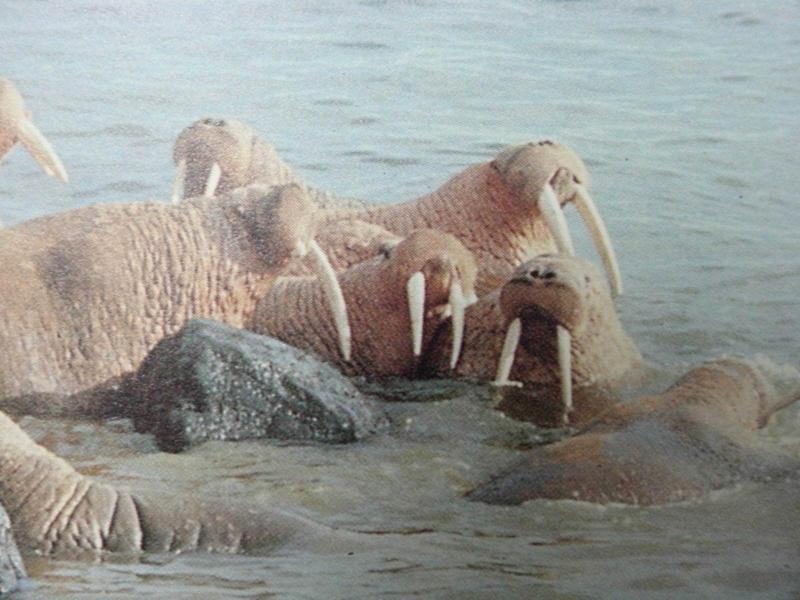 바다코끼리 Odobenus rosmarus (walrus); DISPLAY FULL IMAGE.