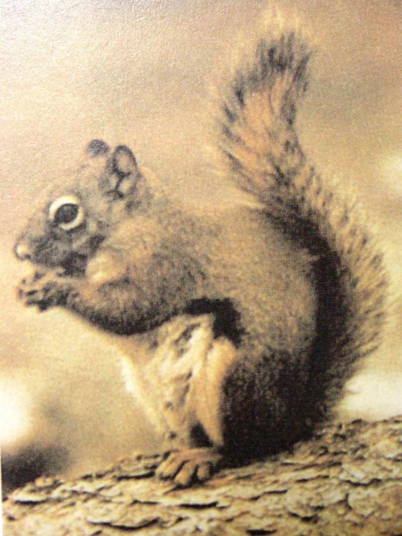 붉은다람쥐 Tamiasciurus hudsonicus (Red Squirrel); DISPLAY FULL IMAGE.