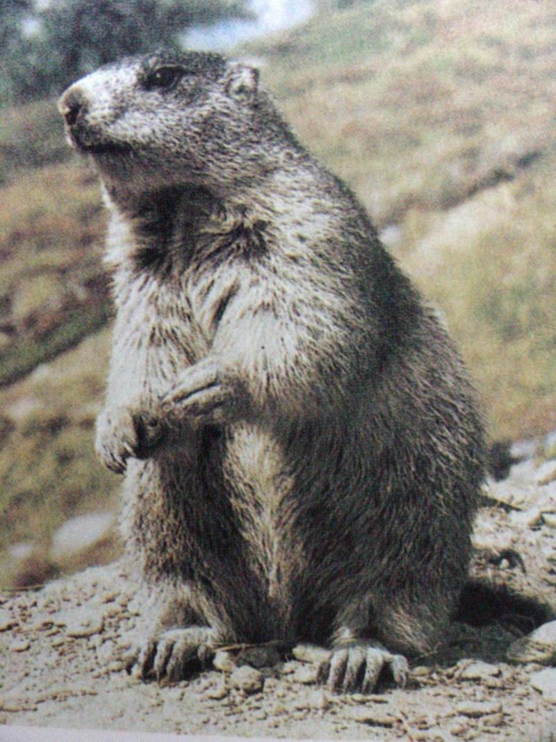 알프스마못(알프스마모트) Marmota marmota (Alpine Marmot); DISPLAY FULL IMAGE.