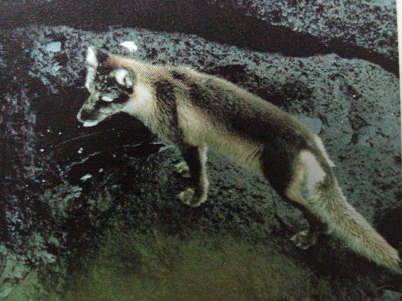 북극여우 Alopex lagopus (Arctic Fox); DISPLAY FULL IMAGE.