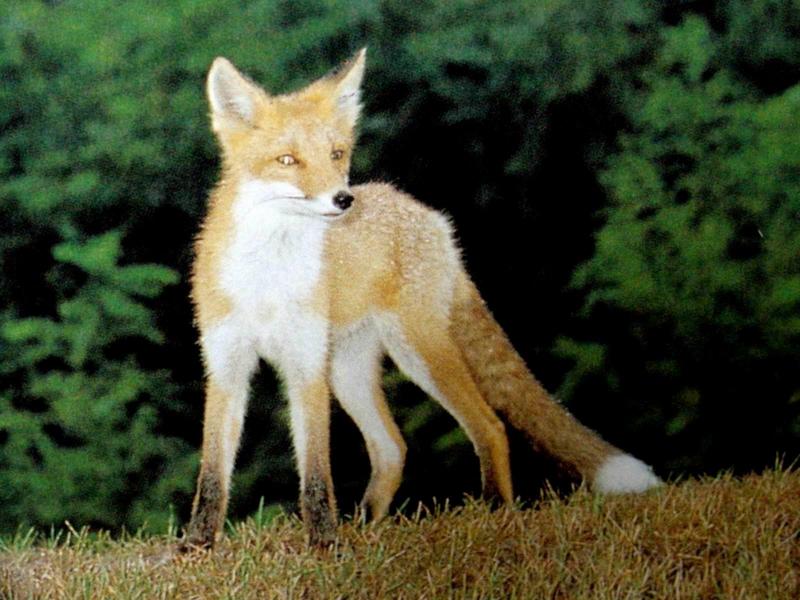 여우 Vulpes vulpes (Red Fox); DISPLAY FULL IMAGE.