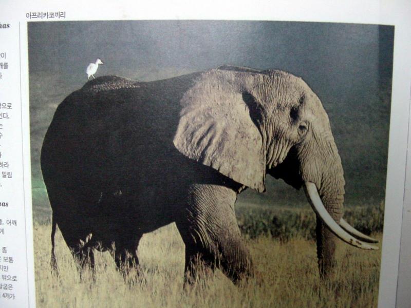 아프리카코끼리 Loxodonta africana (African Elephant); DISPLAY FULL IMAGE.