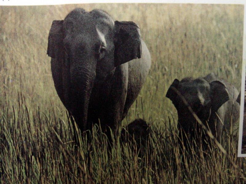 아시아코끼리 Elephas maximus (Asiatic elephant); DISPLAY FULL IMAGE.