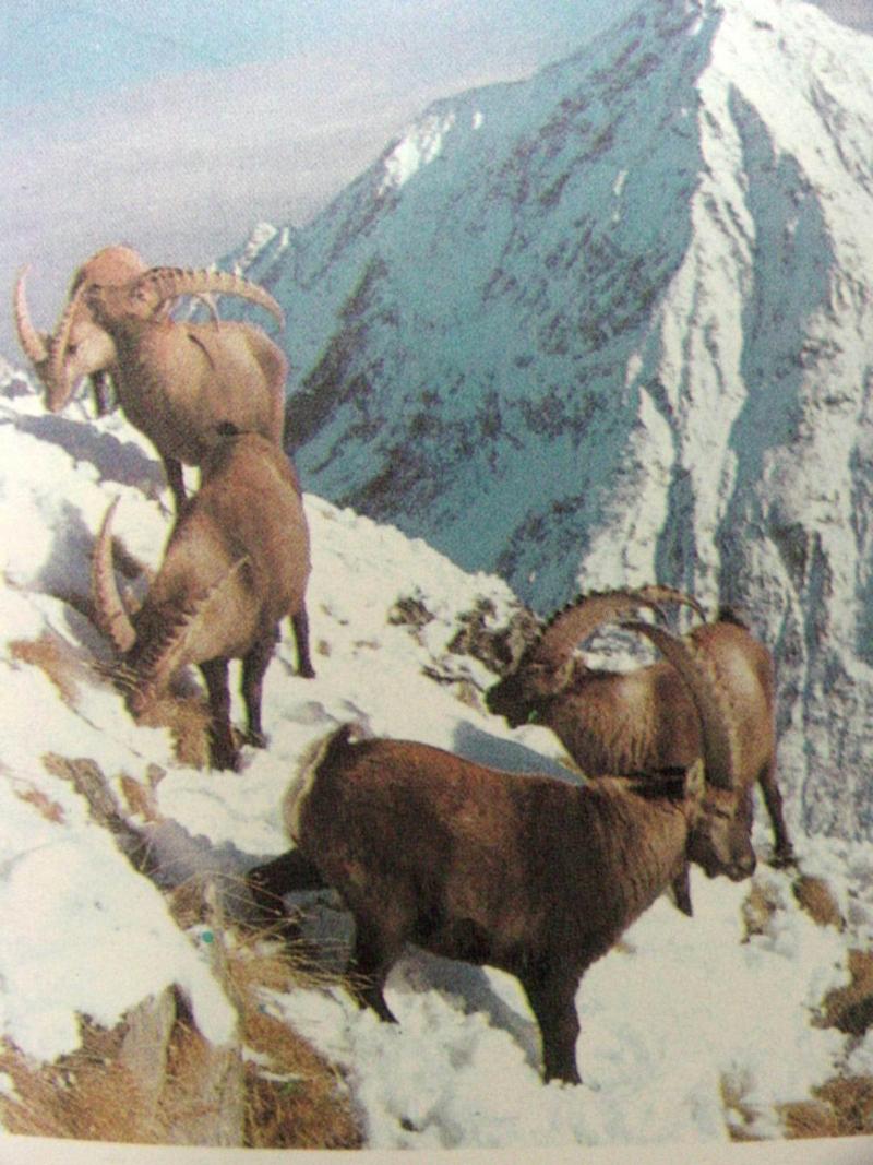 아이벡스 Capra ibex (Alpine Ibex); DISPLAY FULL IMAGE.