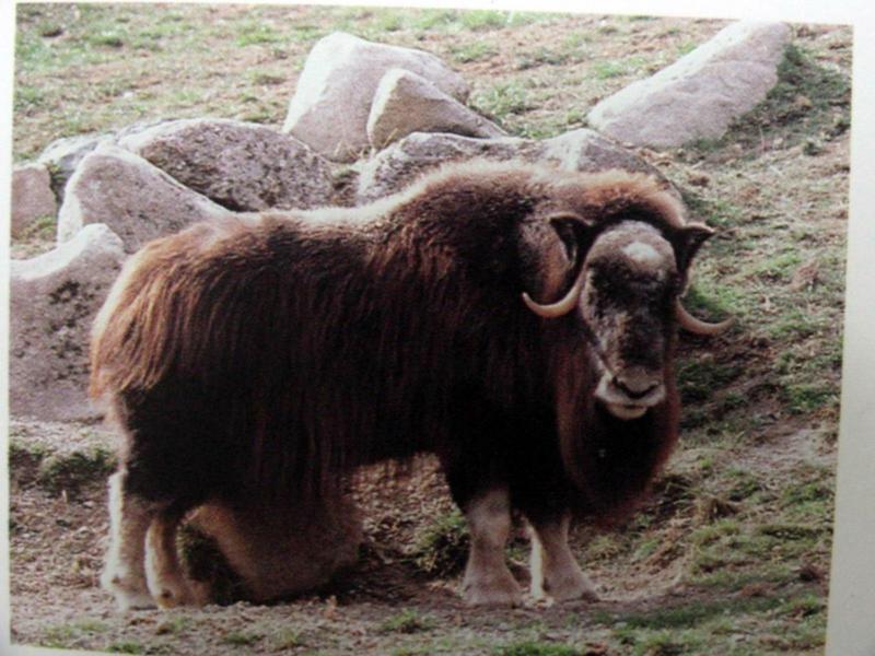 사향소 Ovibos moschatus (Muskox, Musk Ox); DISPLAY FULL IMAGE.