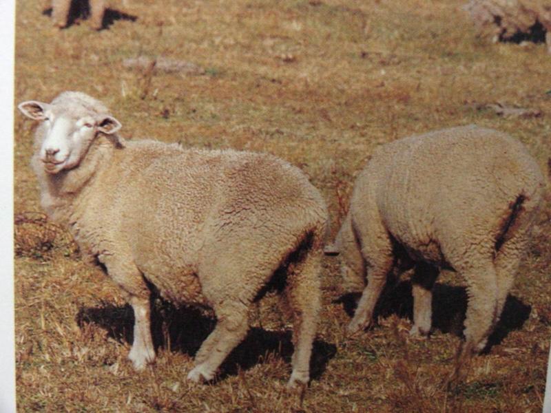 면양 Ovis aries (Feral Sheep); DISPLAY FULL IMAGE.
