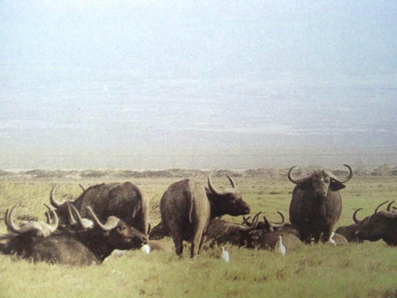 아프리카들소 Syncerus caffer (African buffalo, Cape buffalo); DISPLAY FULL IMAGE.
