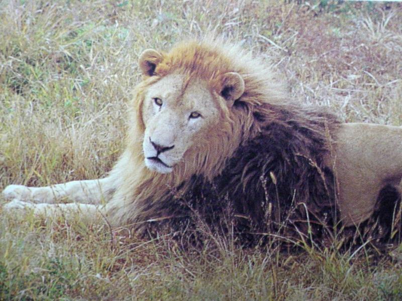 사자 Panthera leo (Lion); DISPLAY FULL IMAGE.