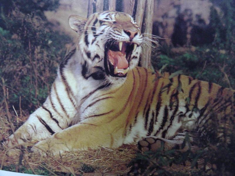 호랑이 Panthera tigris (Tiger); DISPLAY FULL IMAGE.