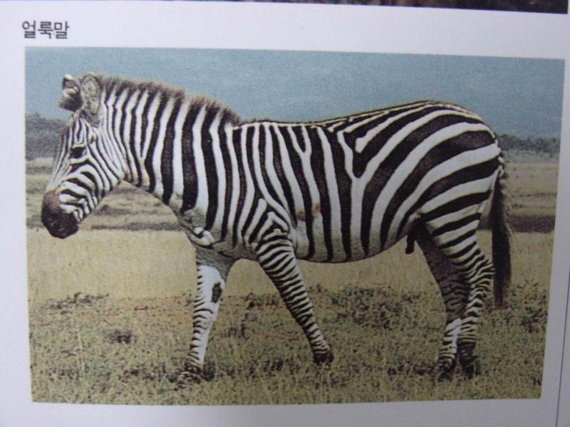 산얼룩말 Equus zebra (Mountain Zebra); DISPLAY FULL IMAGE.