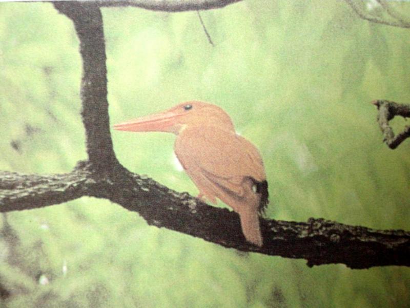 호반새 Halcyon coromanda major (Ruddy Kingfisher); DISPLAY FULL IMAGE.