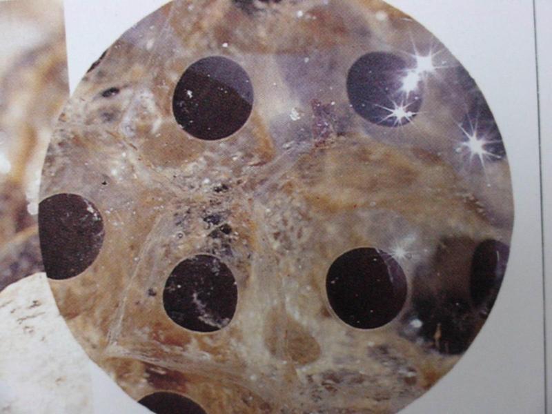 북방산개구리의 알 Rana dybowskii (Eggs of Dybowski's Brown Frog); DISPLAY FULL IMAGE.